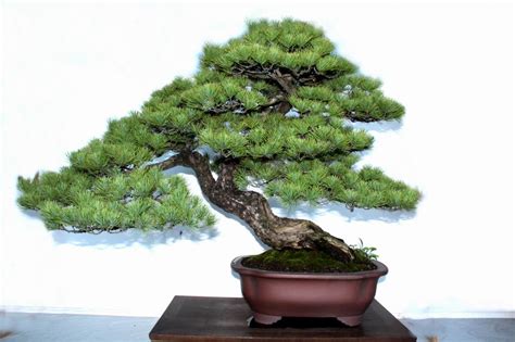 bonsai 意思|bonsai是什么意思